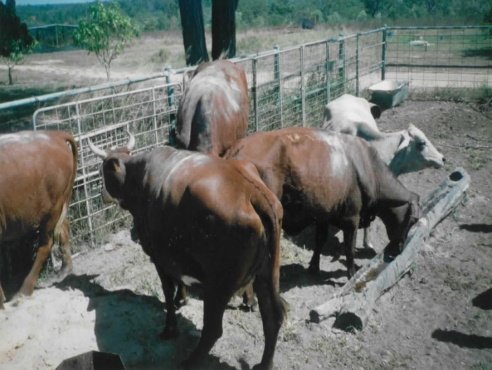 Cattle with Diatomaceous Earth